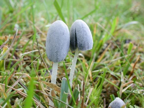 Coprinopsis semitalis